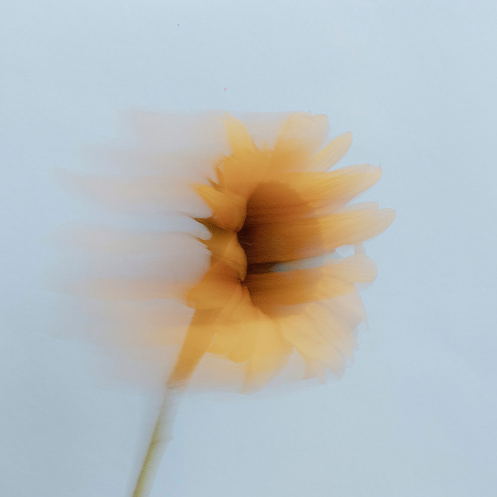 eva bijlsma 1 oranje bloem met lucht op achtergrond