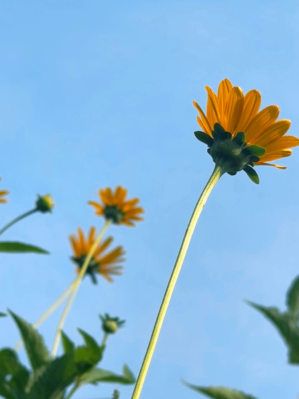 eva bijlsma gele bloemen in de blauwe luht eva bijlsma gele bloemen in de blauwe luht